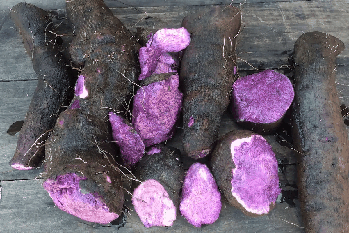 Qu'est-ce que l'Ube ? Guide complet de l'igname violette